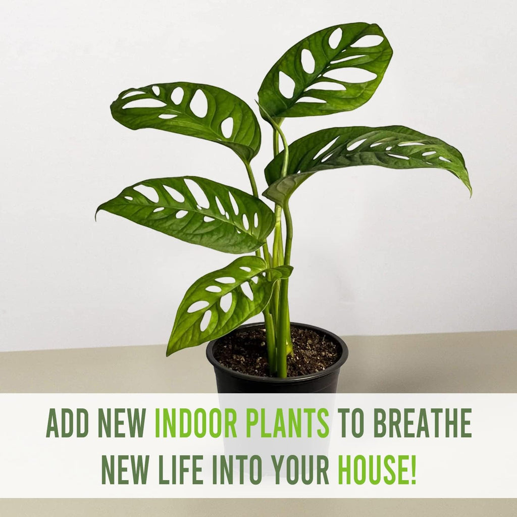 Monstera Adansonii Swiss Cheese Plant Live Indoor Plant D399