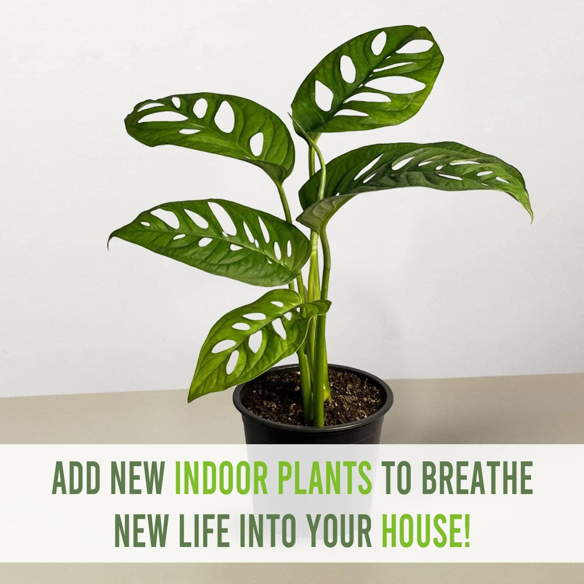 Monstera Adansonii Swiss Cheese Plant Live Indoor Plant D399