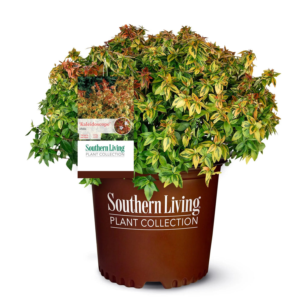 Abelia Kaleidoscope Live Shrub (2 Gallon) O419