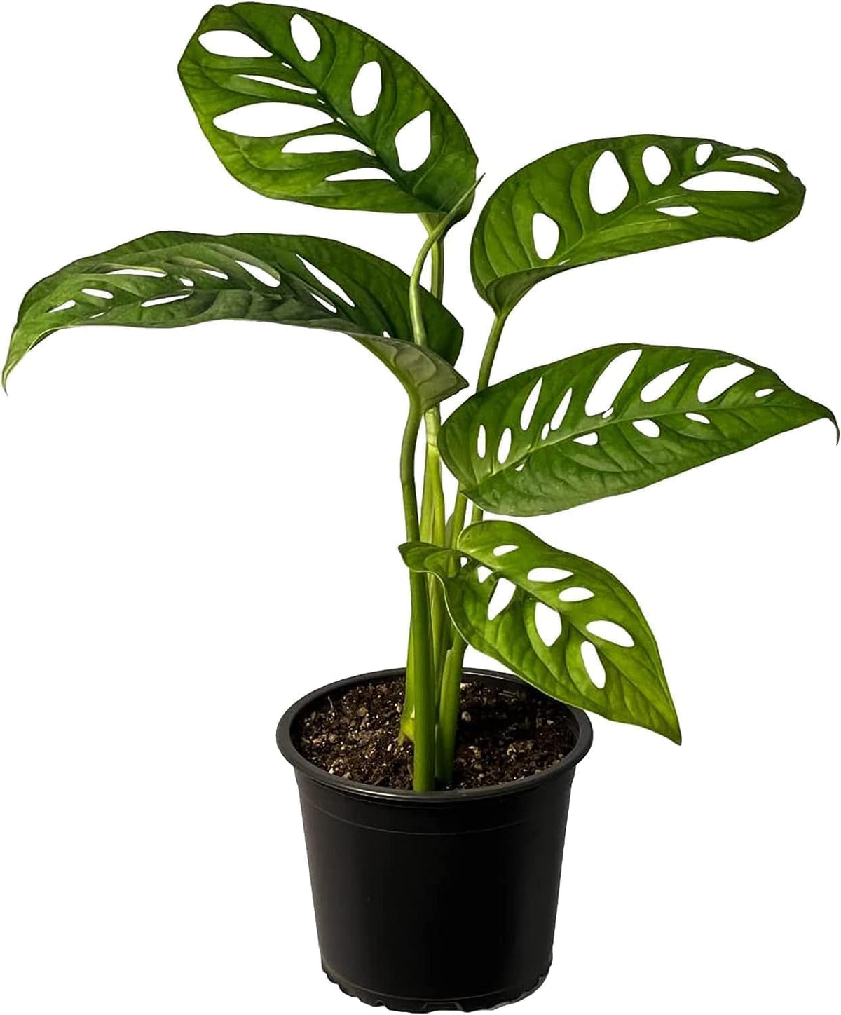 Monstera Adansonii Swiss Cheese Plant Live Indoor Plant D399