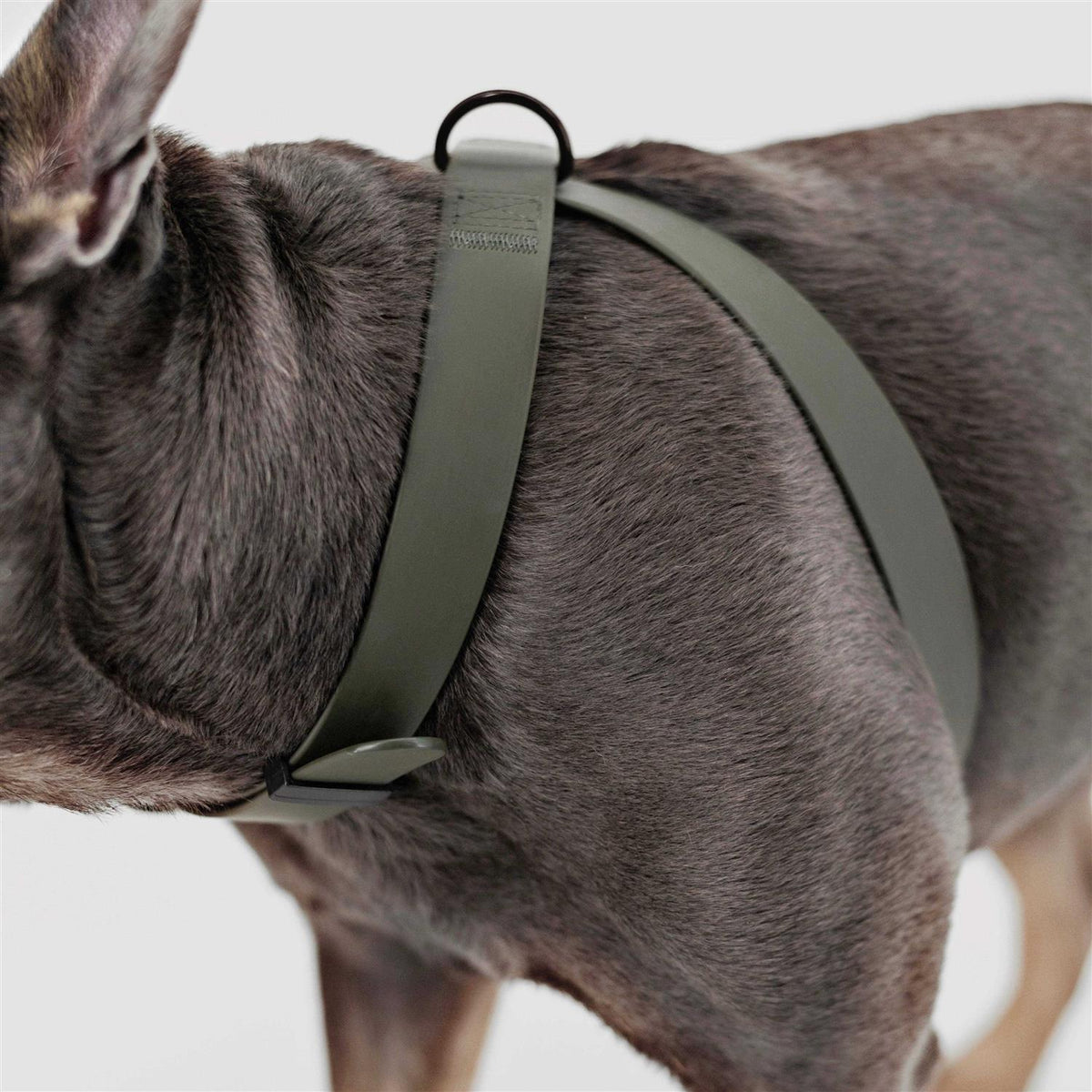 Dog Harness Dog Leash Y4305