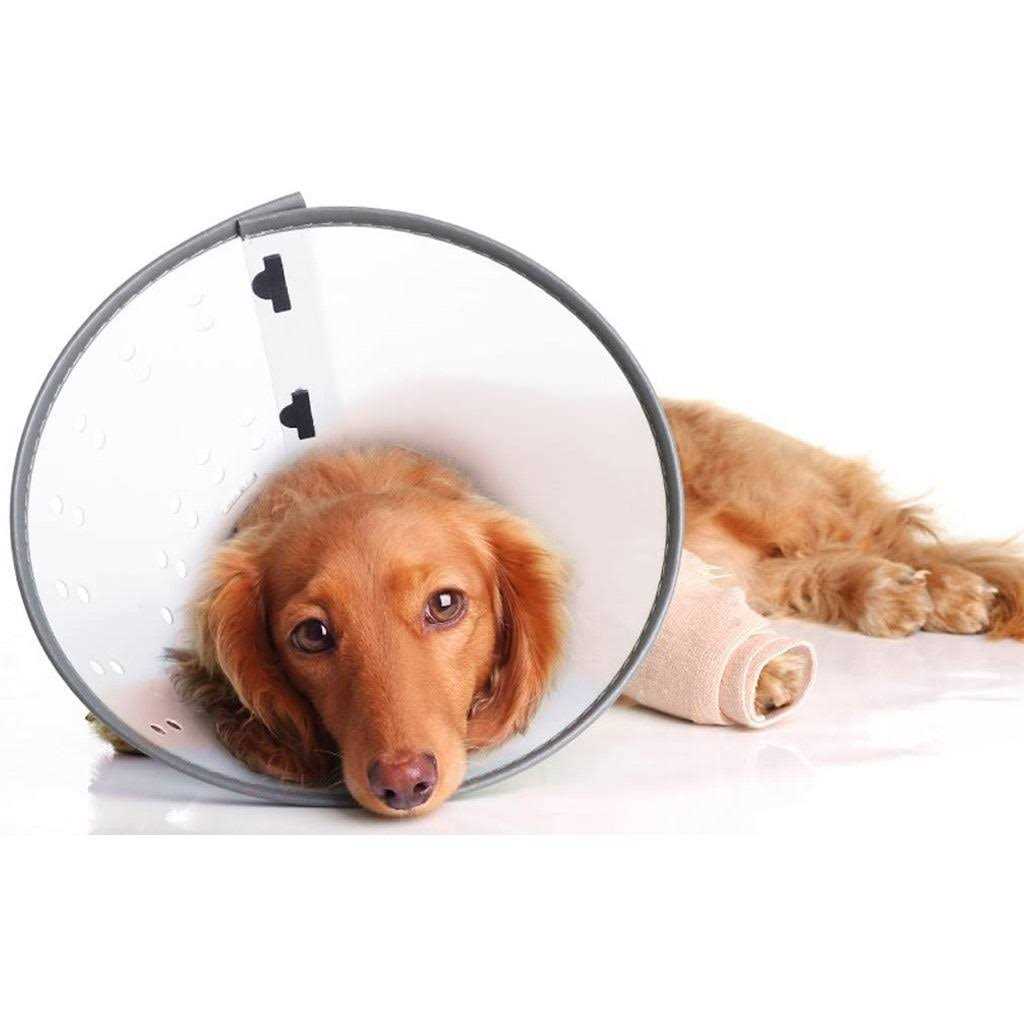 Large Rigid E-Collar U818122