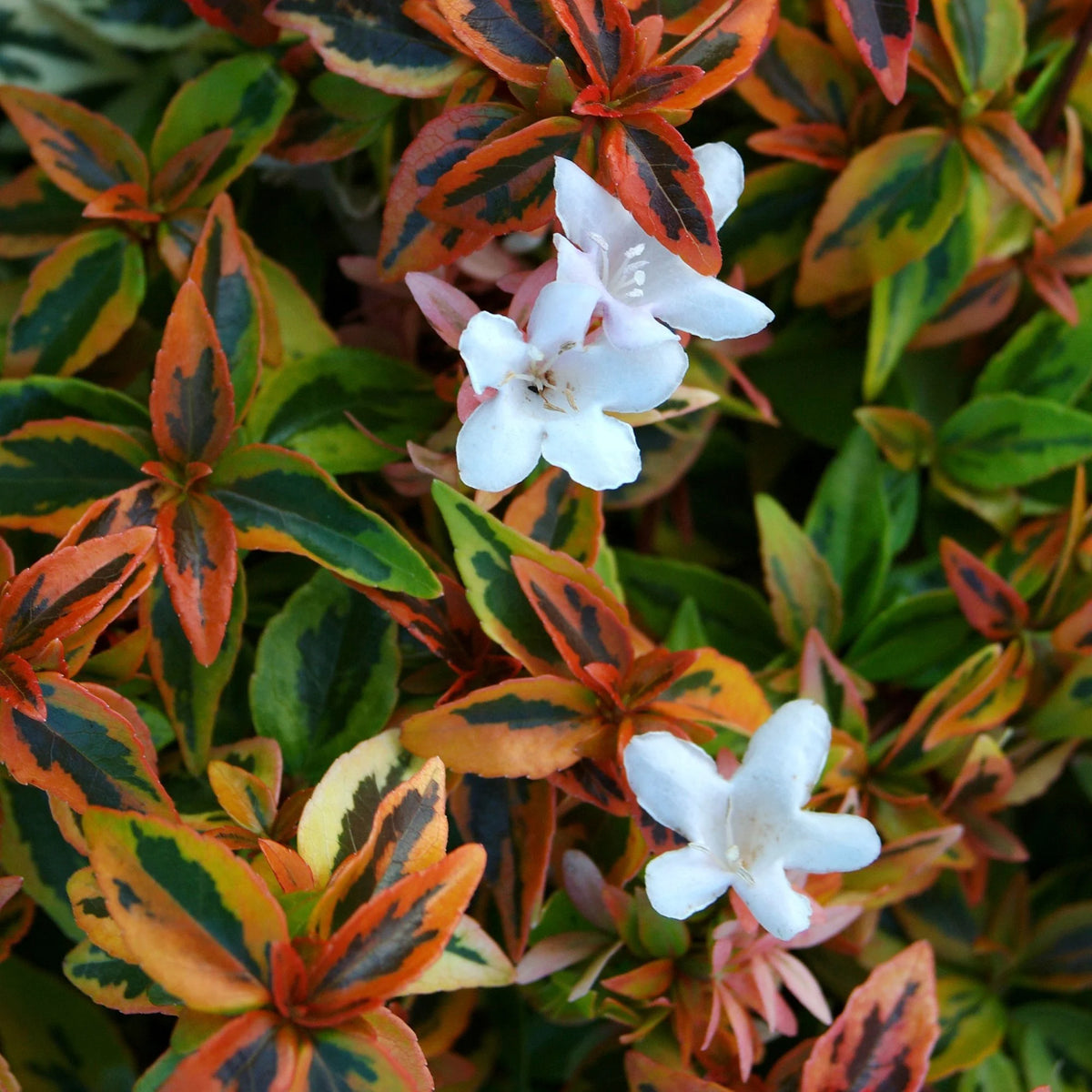 Abelia Kaleidoscope Live Shrub (2 Gallon) O419
