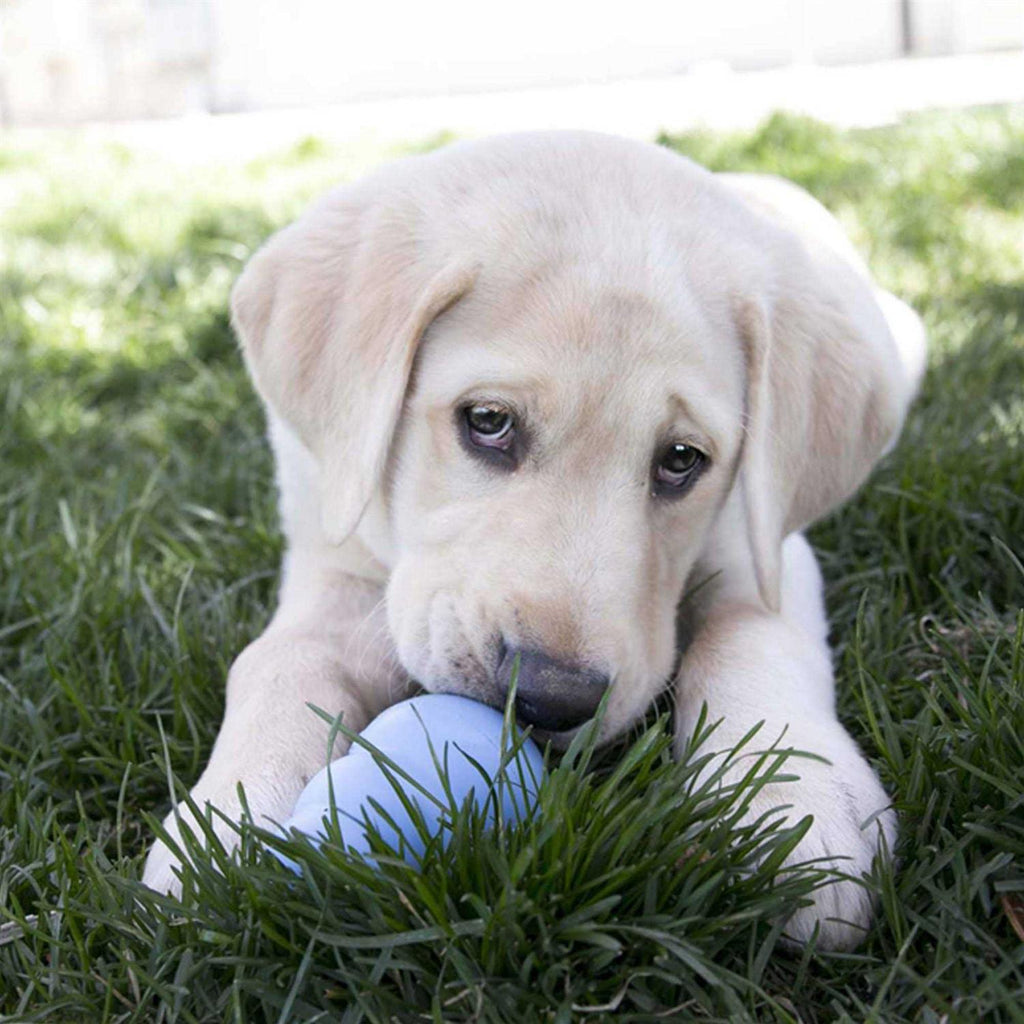 Puppy Toy V729
