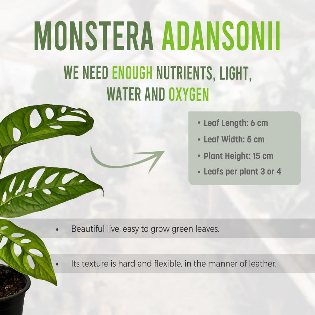 Monstera Adansonii Swiss Cheese Plant Live Indoor Plant D399