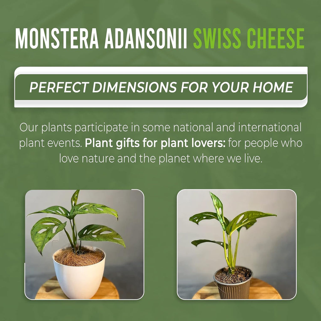 Monstera Adansonii Swiss Cheese Plant Live Indoor Plant D399