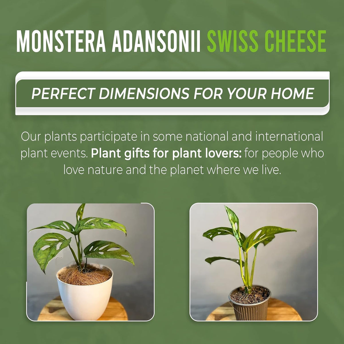 Monstera Adansonii Swiss Cheese Plant Live Indoor Plant D399