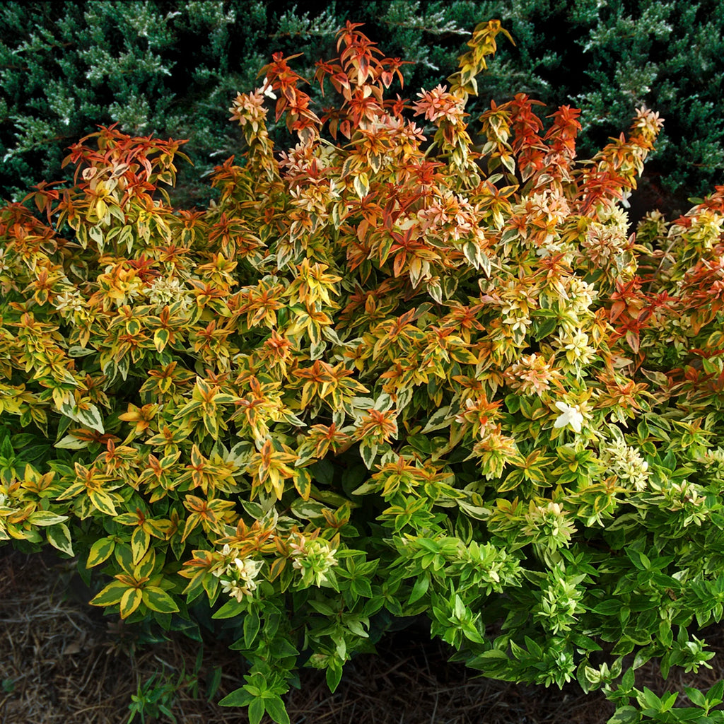 Abelia Kaleidoscope Live Shrub (2 Gallon) O419