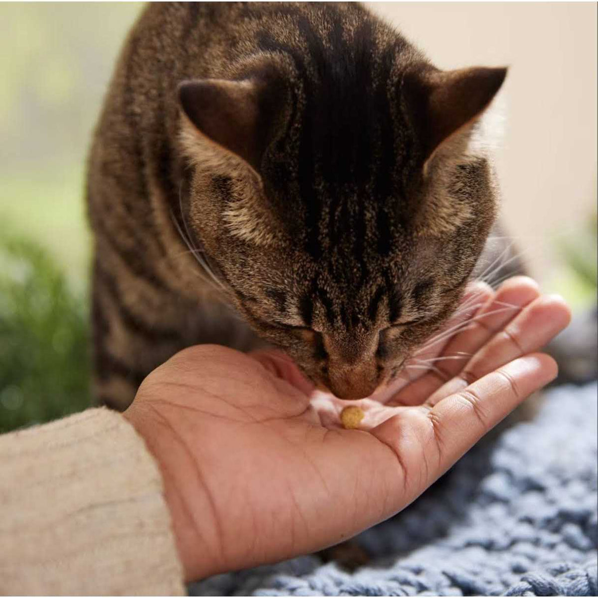 Protein Puffs Cat Treats I41744