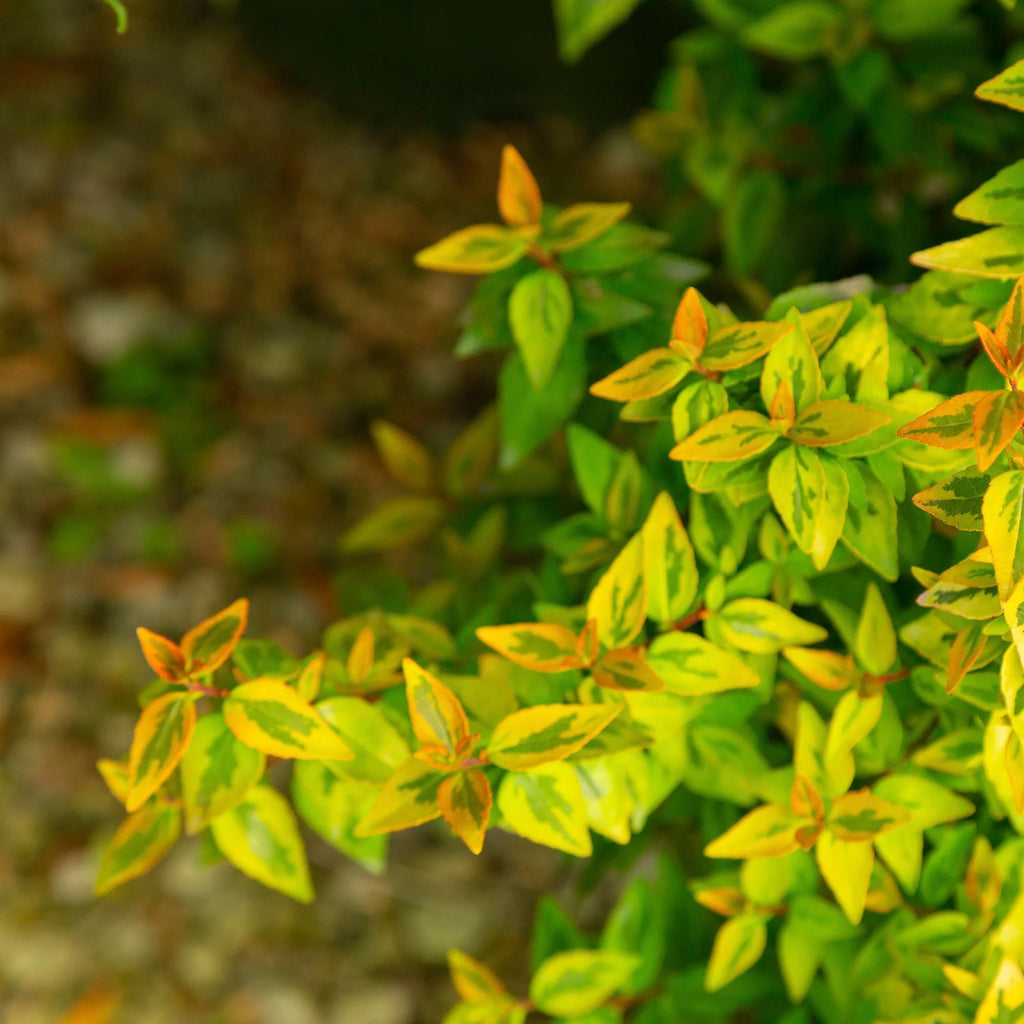 Abelia Kaleidoscope Live Shrub (2 Gallon) O419