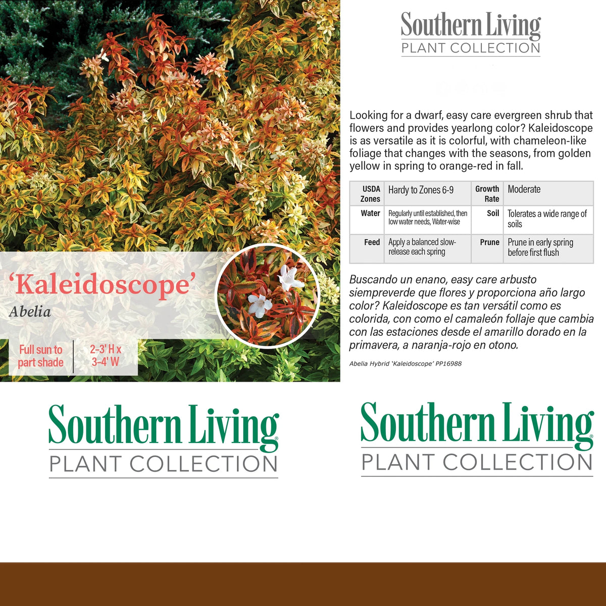 Abelia Kaleidoscope Live Shrub (2 Gallon) O419