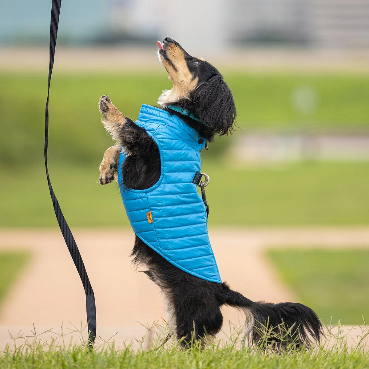 Blue Large Zip Up Dog Jacket L2357