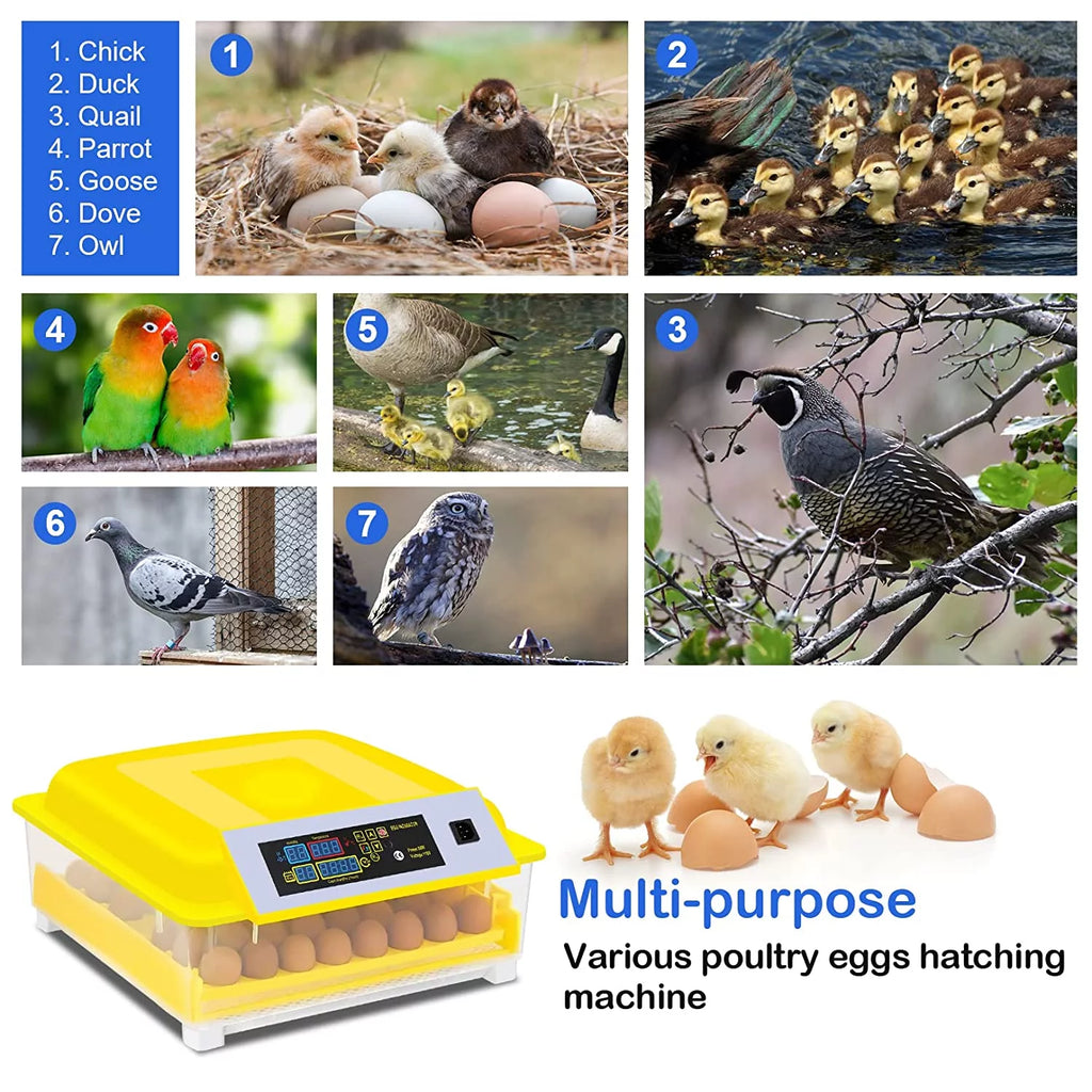 48 Eggs Automatic Incubator with Temperature Control and Automatic Egg Turning D365232