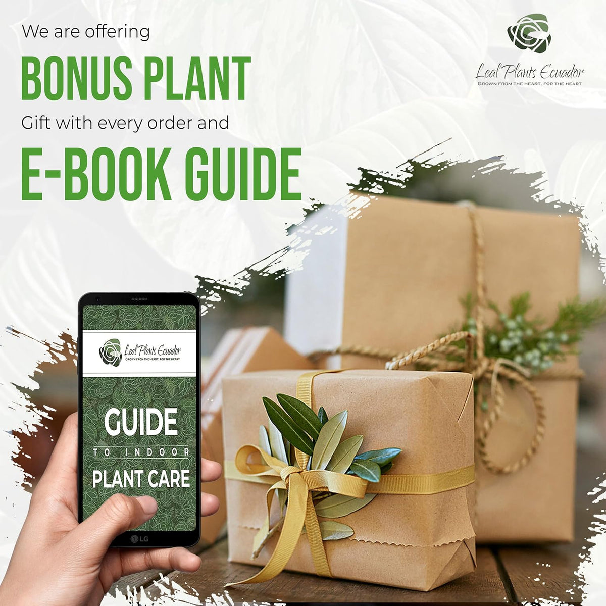 Monstera Adansonii Swiss Cheese Plant Live Indoor Plant D399