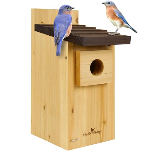 Cedar Blue Bird Box House Z323311