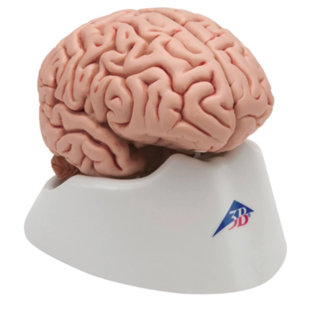 Anatomical Model Classic Brain 5-Part G49041