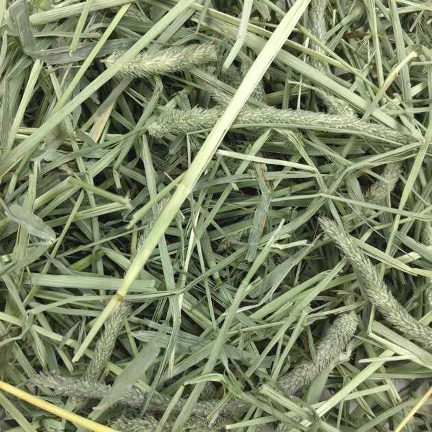 Western Timothy Hay V98007