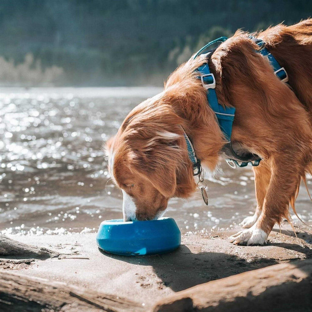 Water Bowl Z150