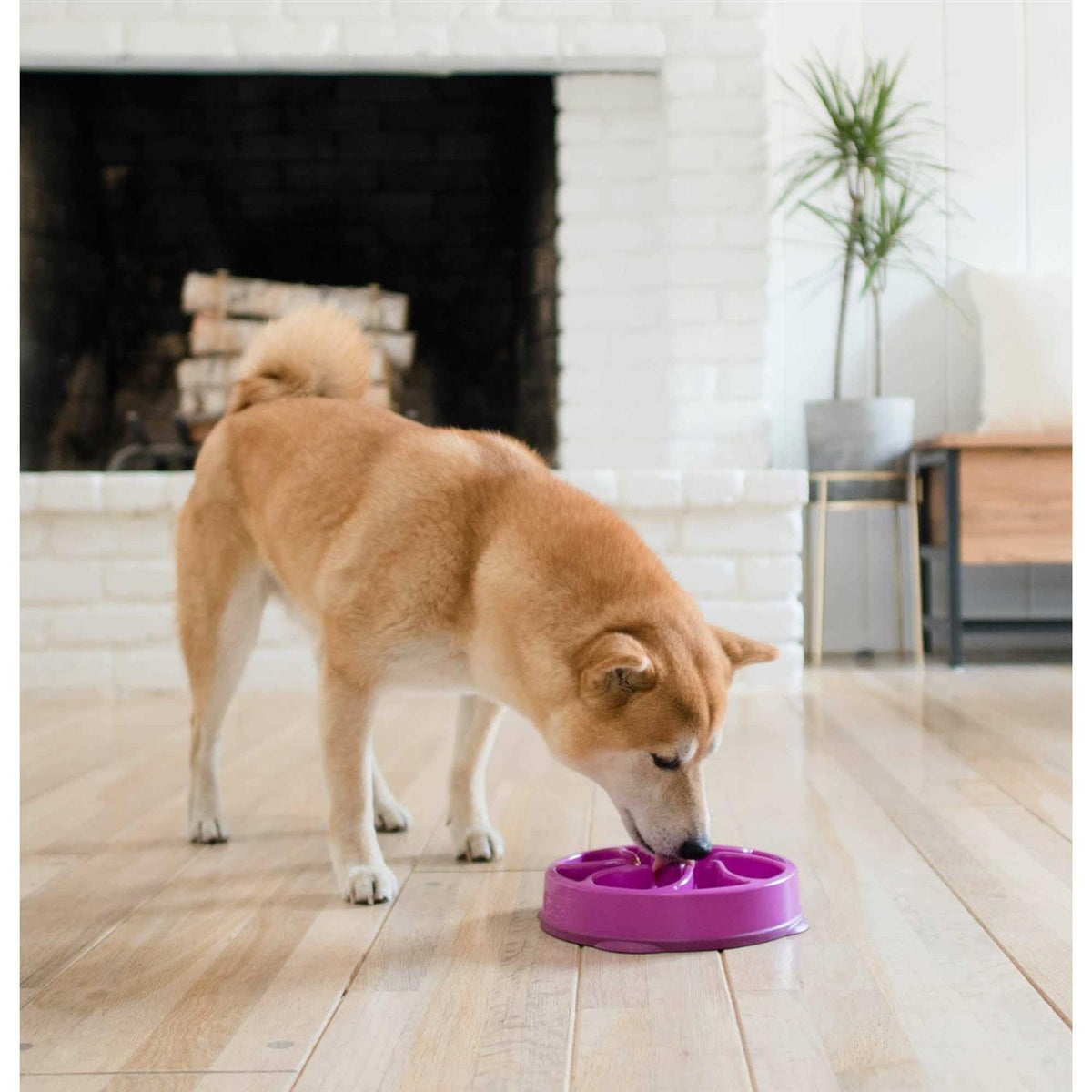 Fun Feeder Bowl A976