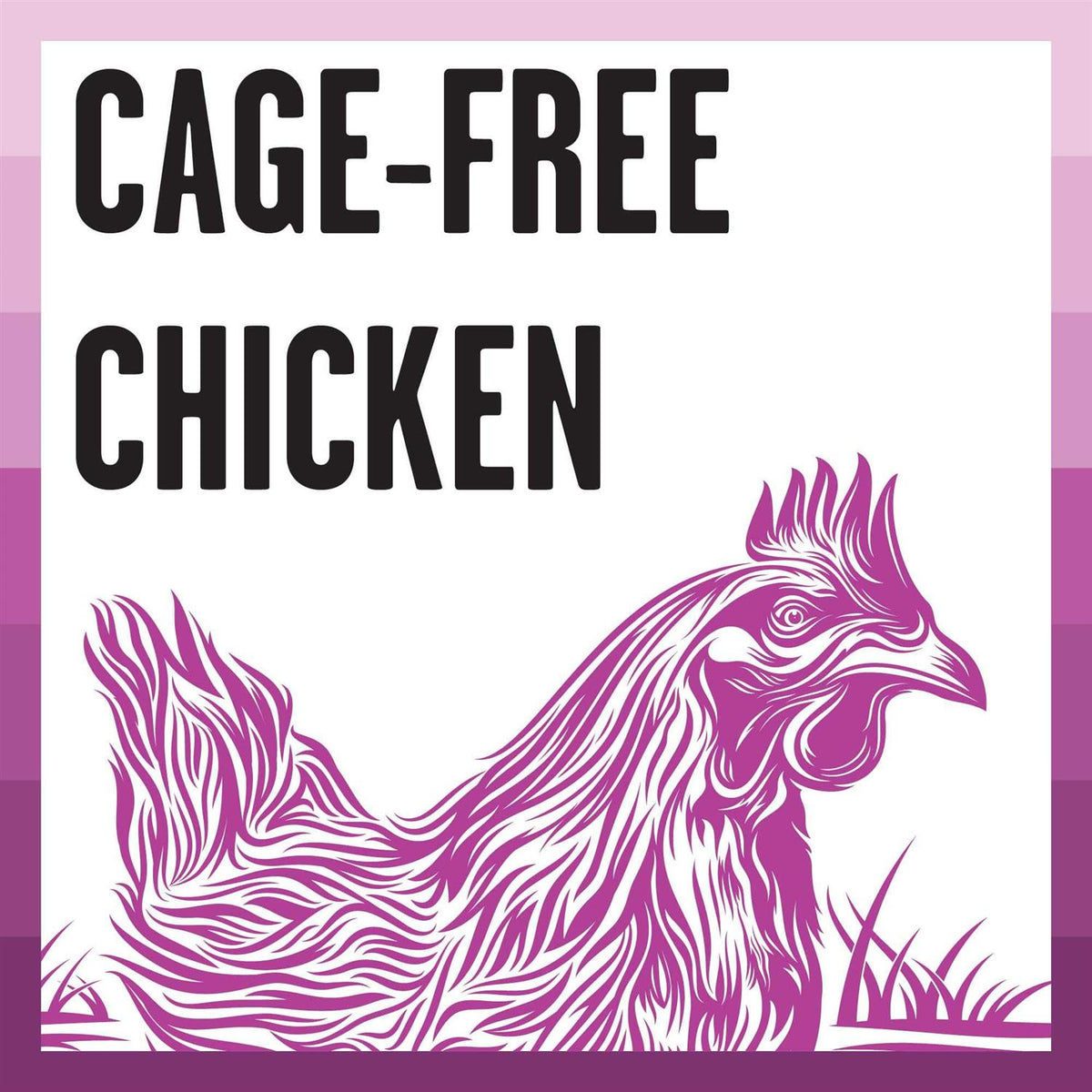 Chicken Recipe Dry Cat Food N70142