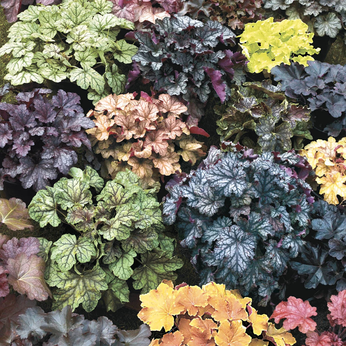 Mixed Colored Coral Bells Bare Root Perennial Plants 3-Pack S842