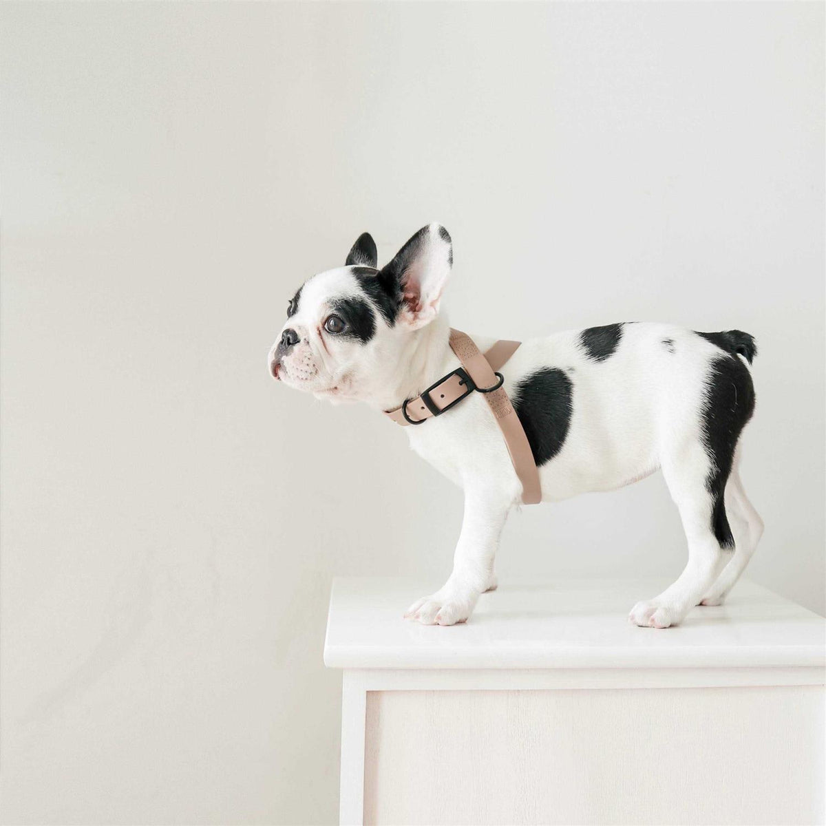 Dog Harness Dog Leash Y4305