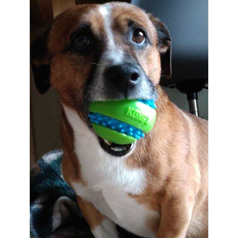 Dog Toy E243