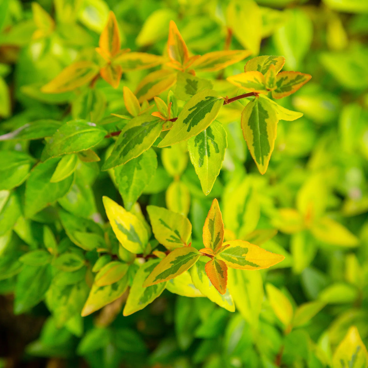 Abelia Kaleidoscope Live Shrub (2 Gallon) O419