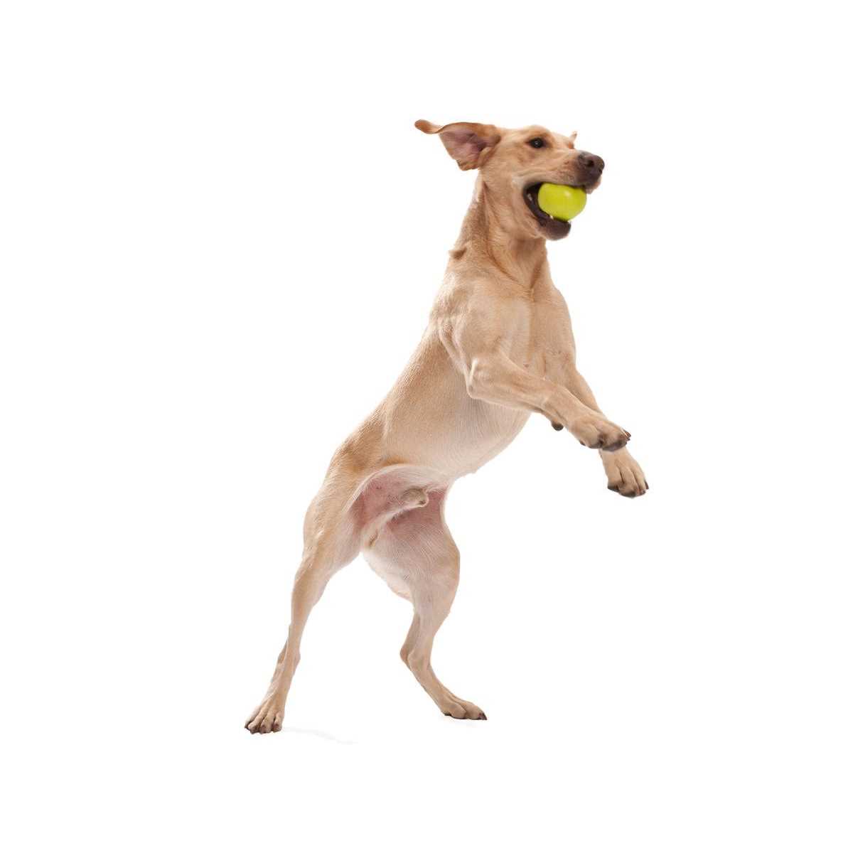 Dog Toy V3768