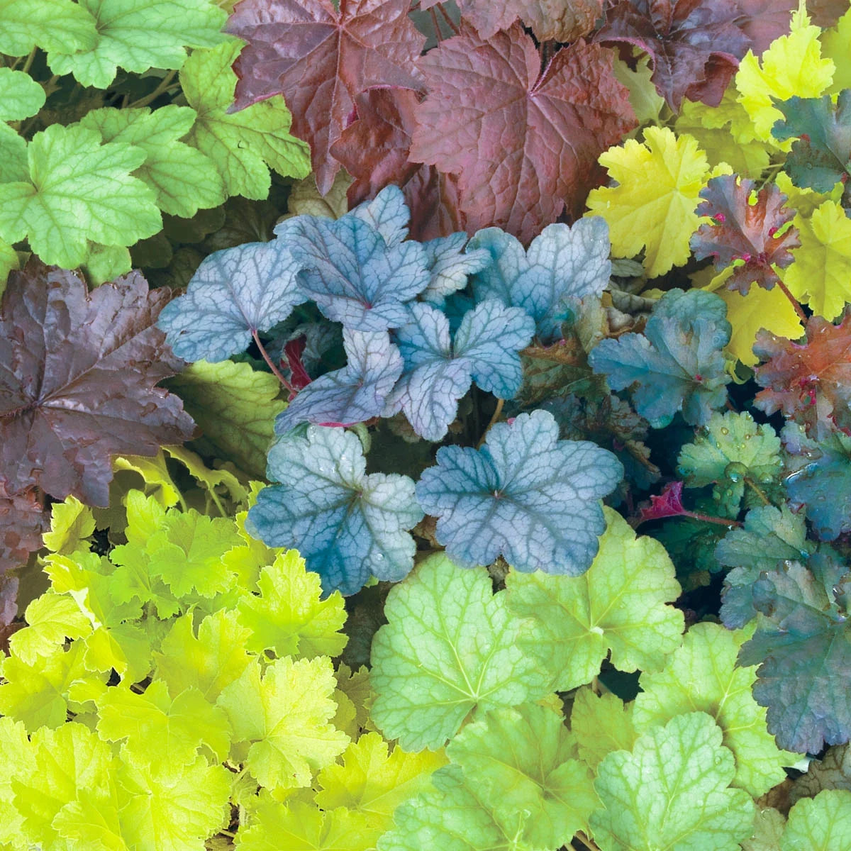 Mixed Colored Coral Bells Bare Root Perennial Plants 3-Pack S842